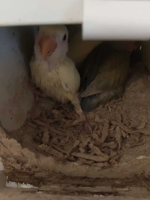 bébé inséparable nain âgé de 4 mois docile - Photo 3