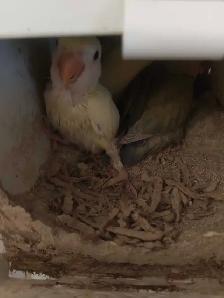 bébé inséparable nain âgé de 4 mois docile - Photo 3