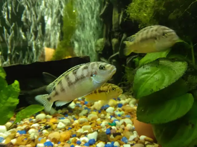 poissons africain - Photo 2