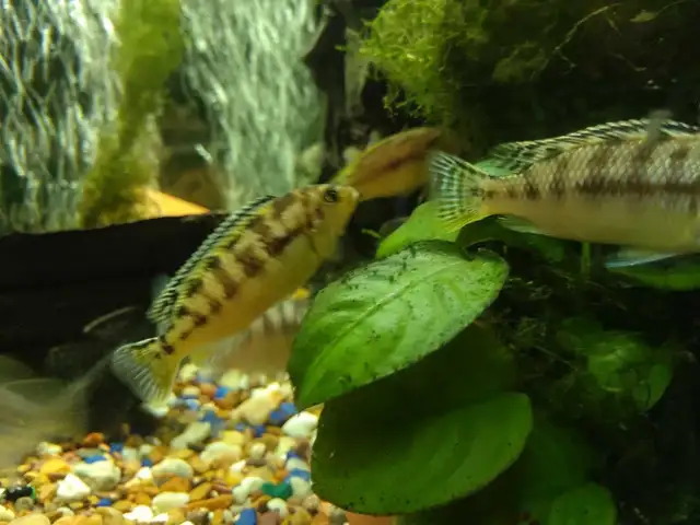 poissons africain - Photo 3