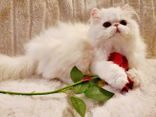 Exquisite Registered Persian Kittens - Photo 7