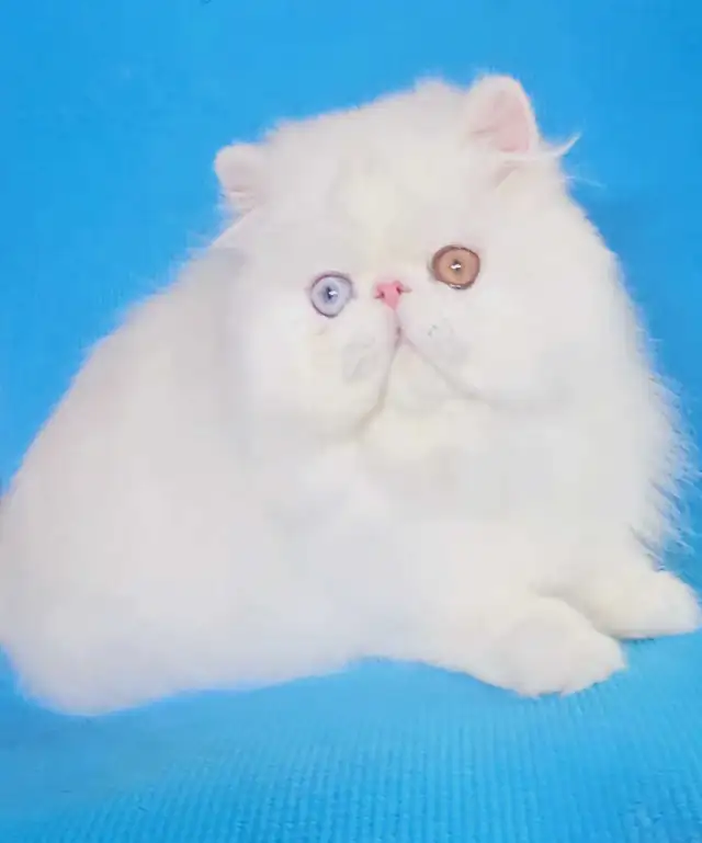 Exquisite Registered Persian Kittens - Photo 8