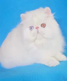 Exquisite Registered Persian Kittens - Photo 8