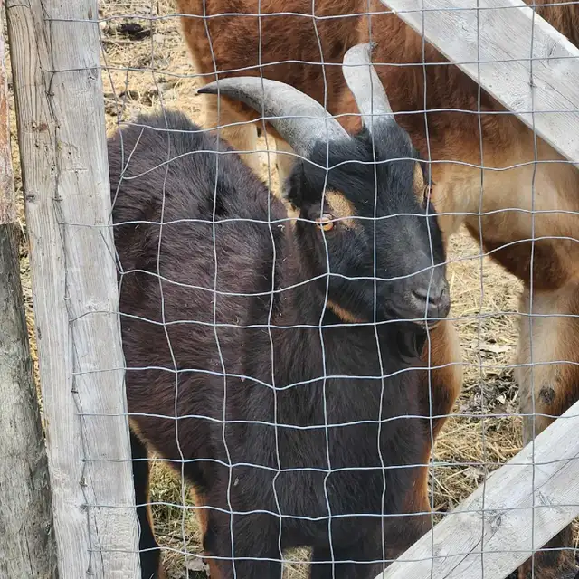 goat for sale - Photo 2