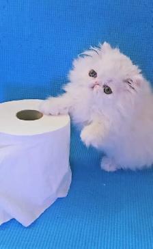 Purebred Registered Persian Kittens