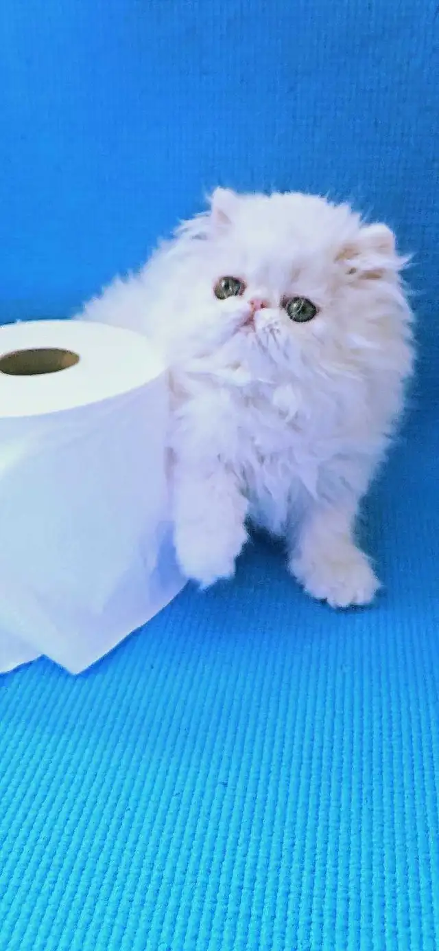 Purebred Registered Persian Kittens - Photo 2