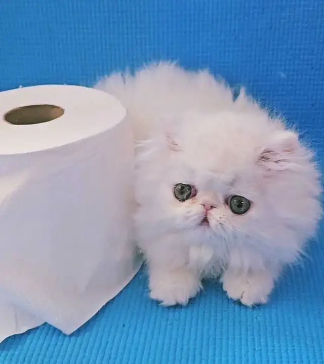 Purebred Registered Persian Kittens - Photo 3