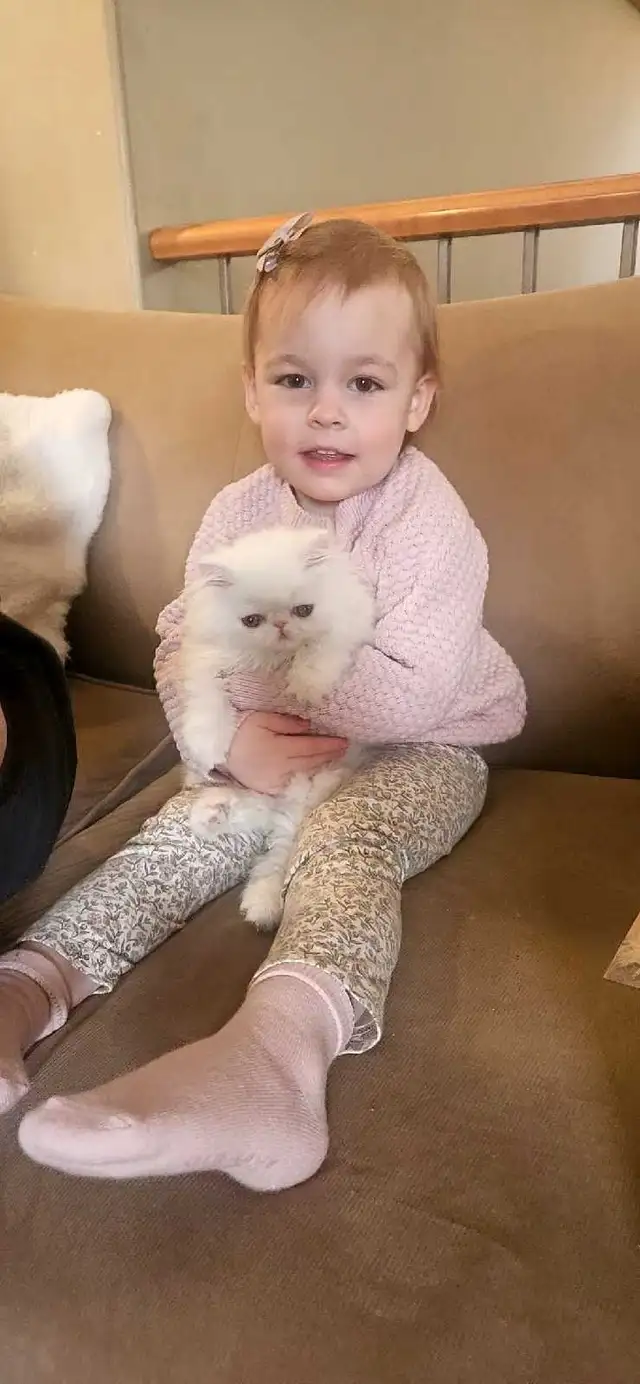 Purebred Registered Persian Kittens - Photo 5