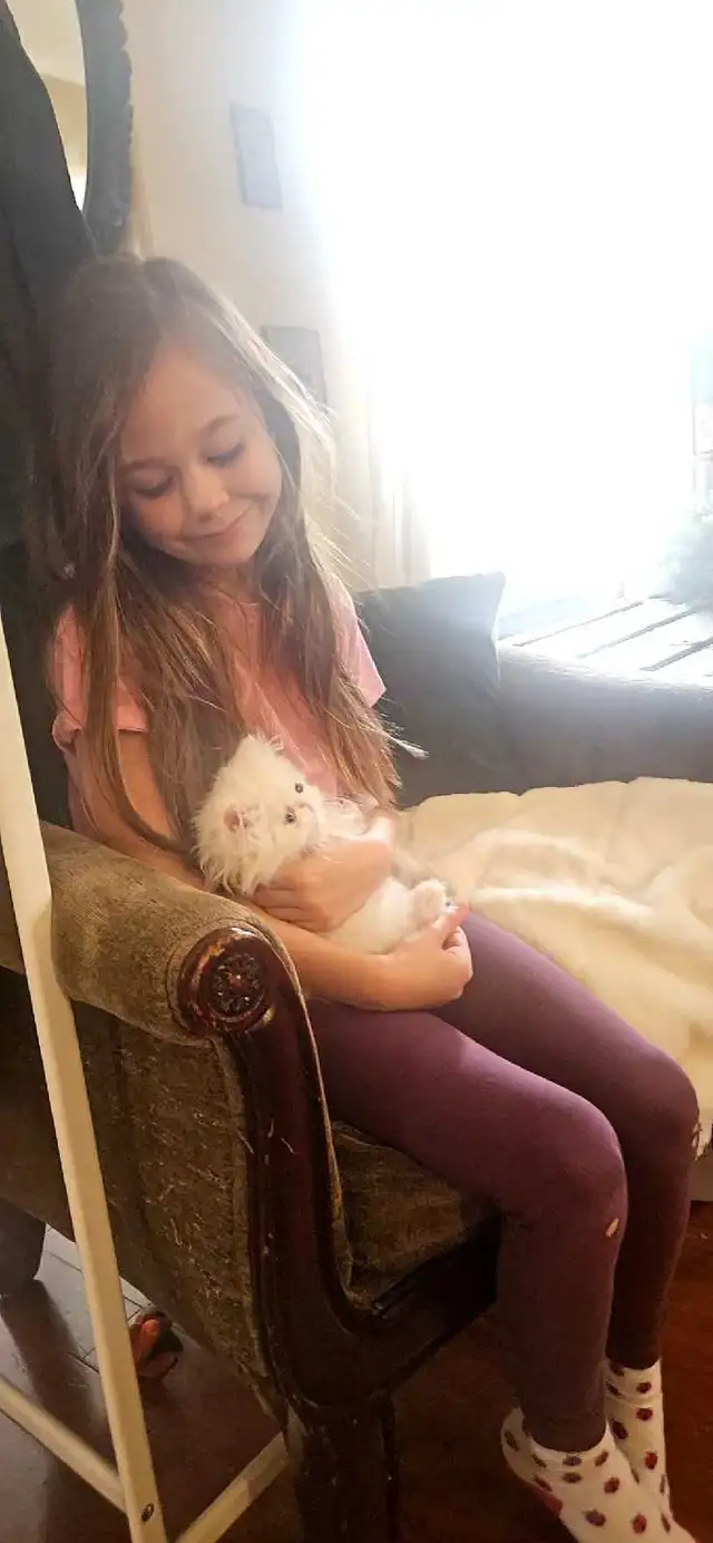 Purebred Registered Persian Kittens - Photo 6