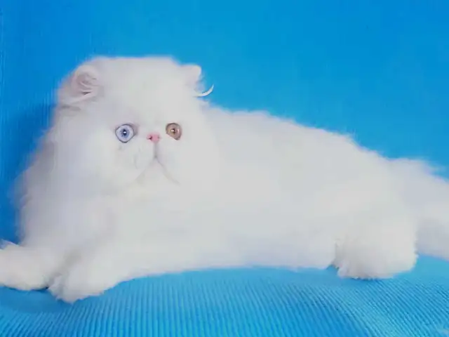 Purebred Registered Persian Kittens - Photo 8