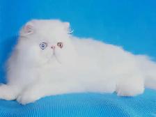 Purebred Registered Persian Kittens - Photo 8