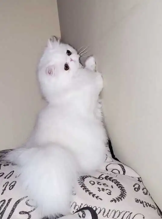 Purebred Registered Persian Kittens - Photo 9