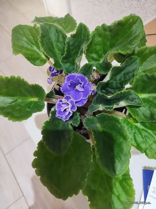 Agincourt Garden Club Plants, Veggies and Used Treasure Sale - Photo 2