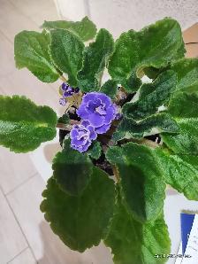 Agincourt Garden Club Plants, Veggies and Used Treasure Sale - Photo 2