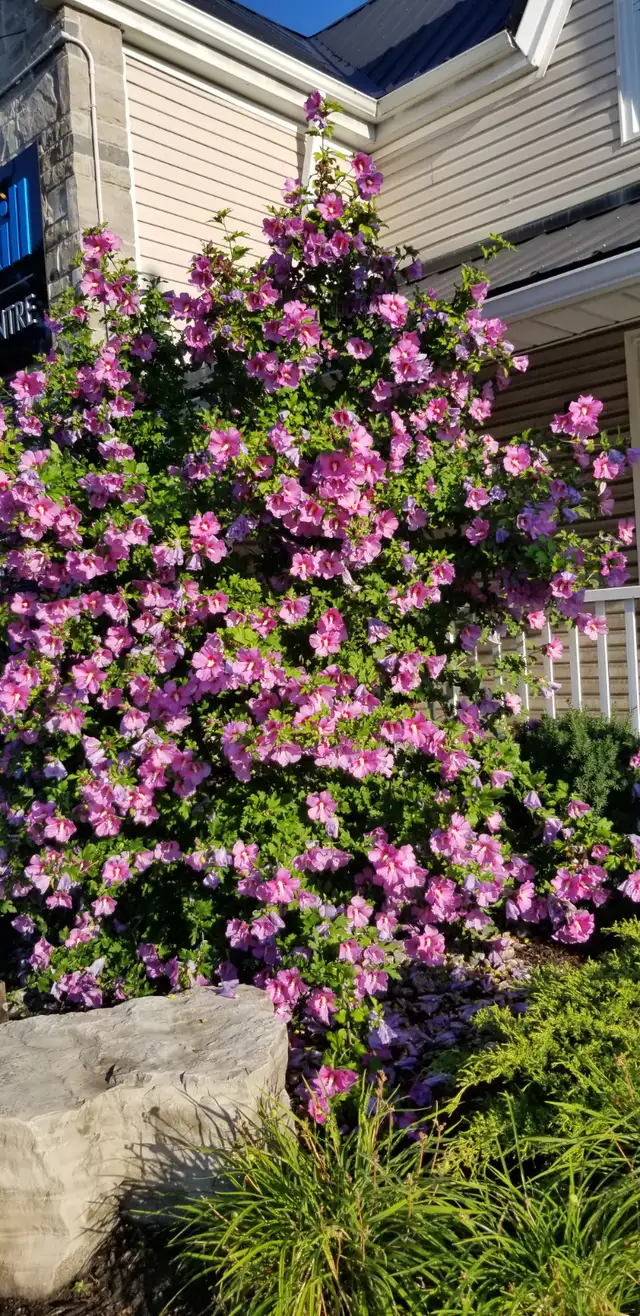 Agincourt Garden Club Plants, Veggies and Used Treasure Sale - Photo 6