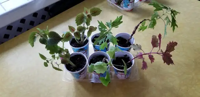 Agincourt Garden Club Plants, Veggies and Used Treasure Sale - Photo 8