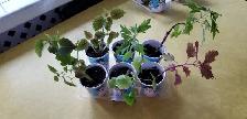 Agincourt Garden Club Plants, Veggies and Used Treasure Sale - Photo 8