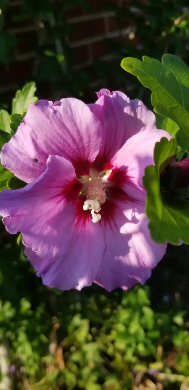 Agincourt Garden Club Plants, Veggies and Used Treasure Sale - Photo 9