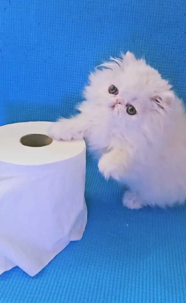 Stunning Registered Persian Kittens - Photo 3