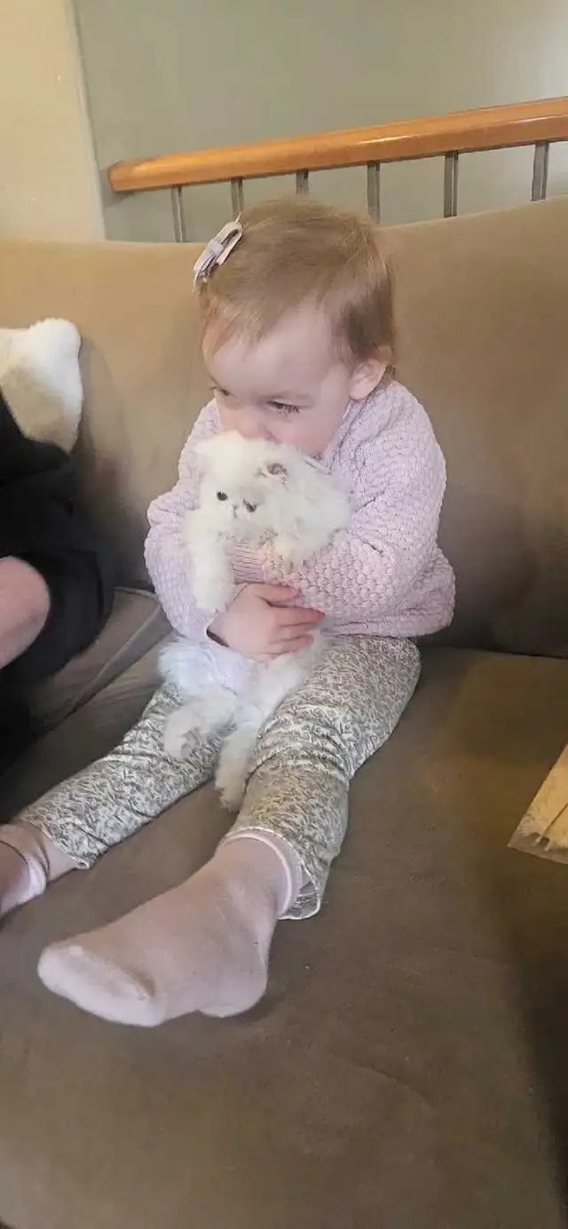 Stunning Registered Persian Kittens - Photo 5