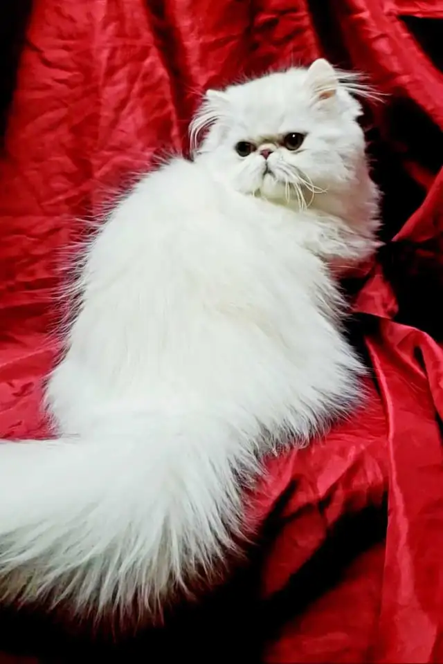 Stunning Registered Persian Kittens - Photo 8