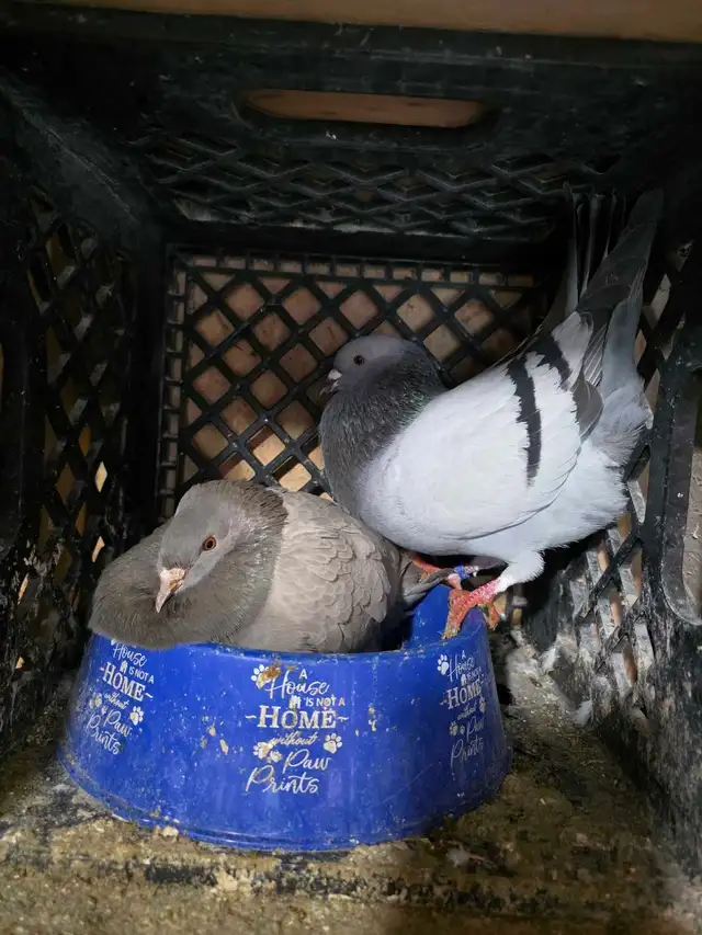 Potter and Siraji  pigeon for sale
