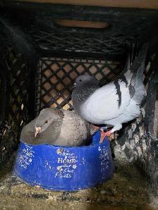 Potter and Siraji  pigeon for sale
