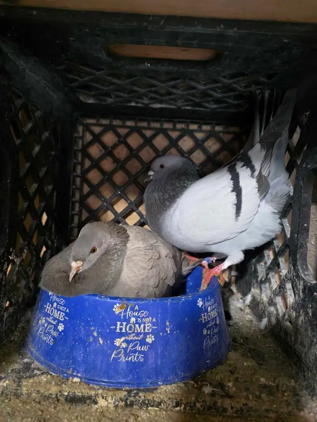 Potter and Siraji  pigeon for sale - Photo 2