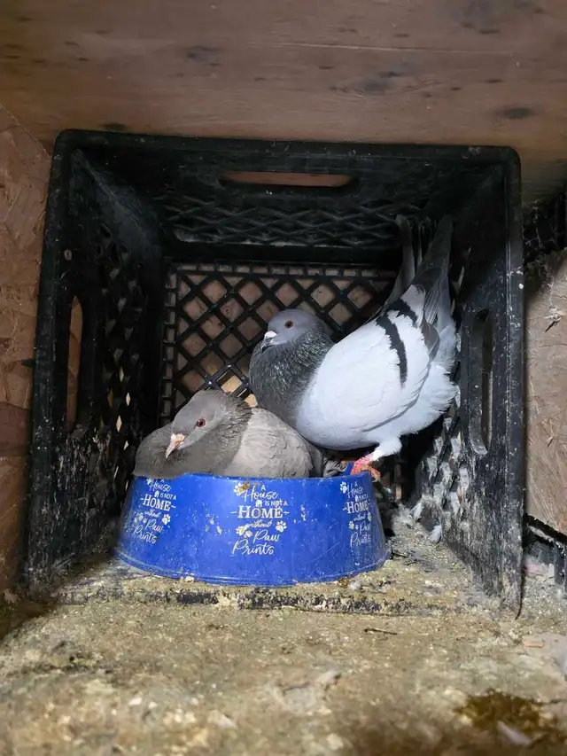 Potter and Siraji  pigeon for sale - Photo 3