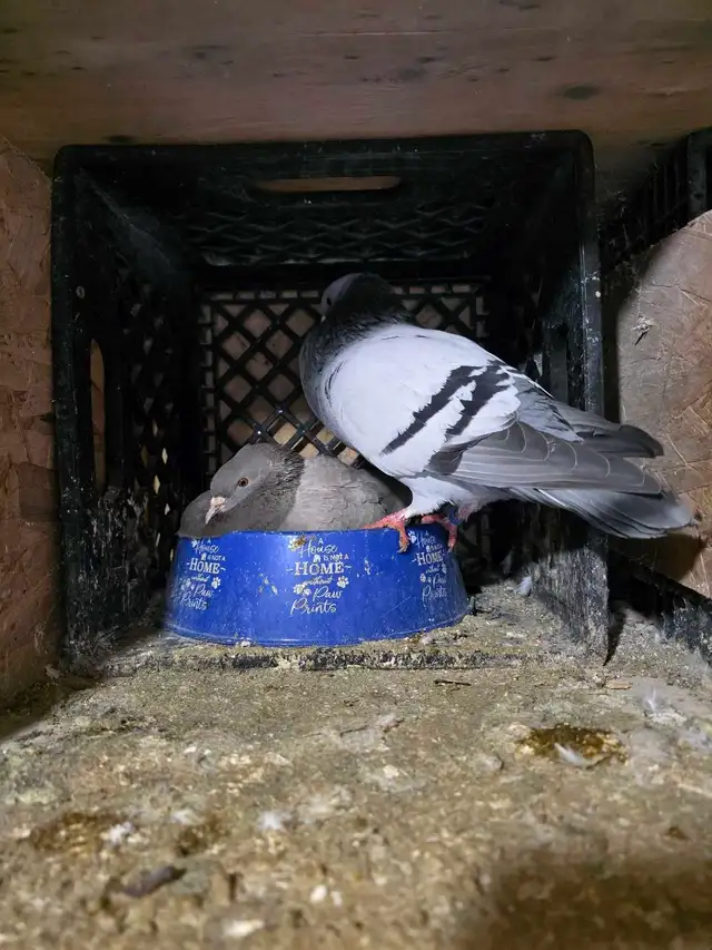 Potter and Siraji  pigeon for sale - Photo 4