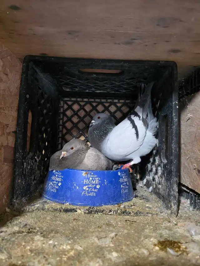 Potter and Siraji  pigeon for sale - Photo 5