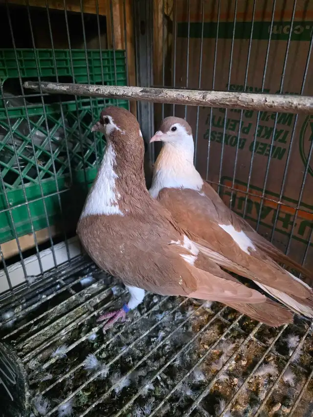 Potter and Siraji  pigeon for sale - Photo 6