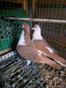 Potter and Siraji  pigeon for sale - Photo 6