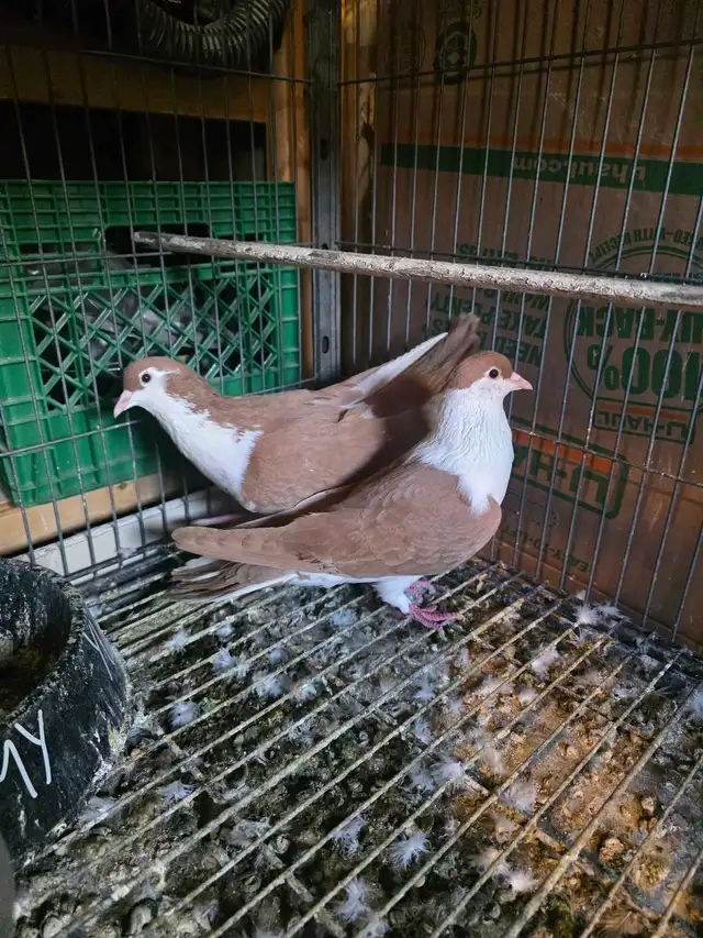 Potter and Siraji  pigeon for sale - Photo 7