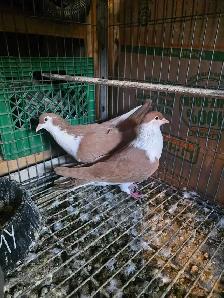 Potter and Siraji  pigeon for sale - Photo 7