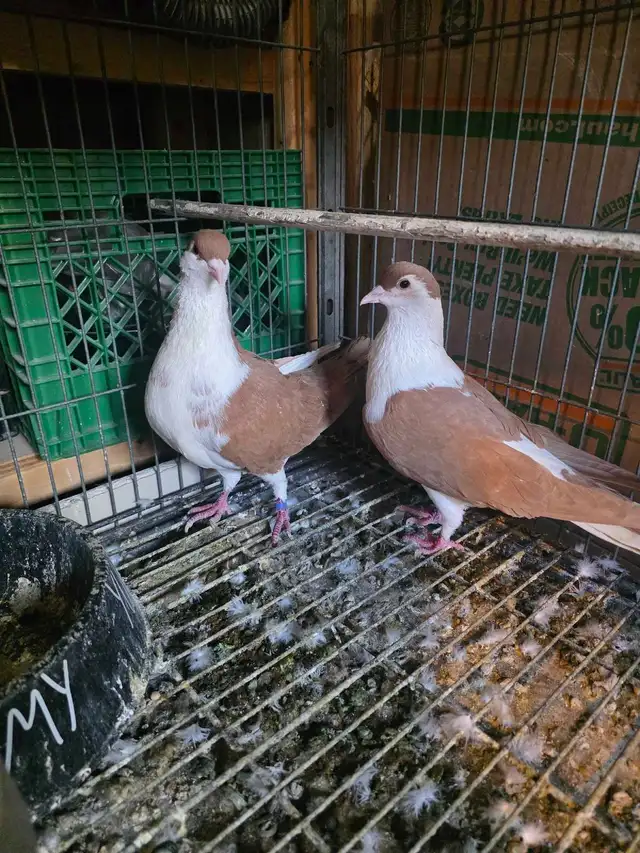 Potter and Siraji  pigeon for sale - Photo 8