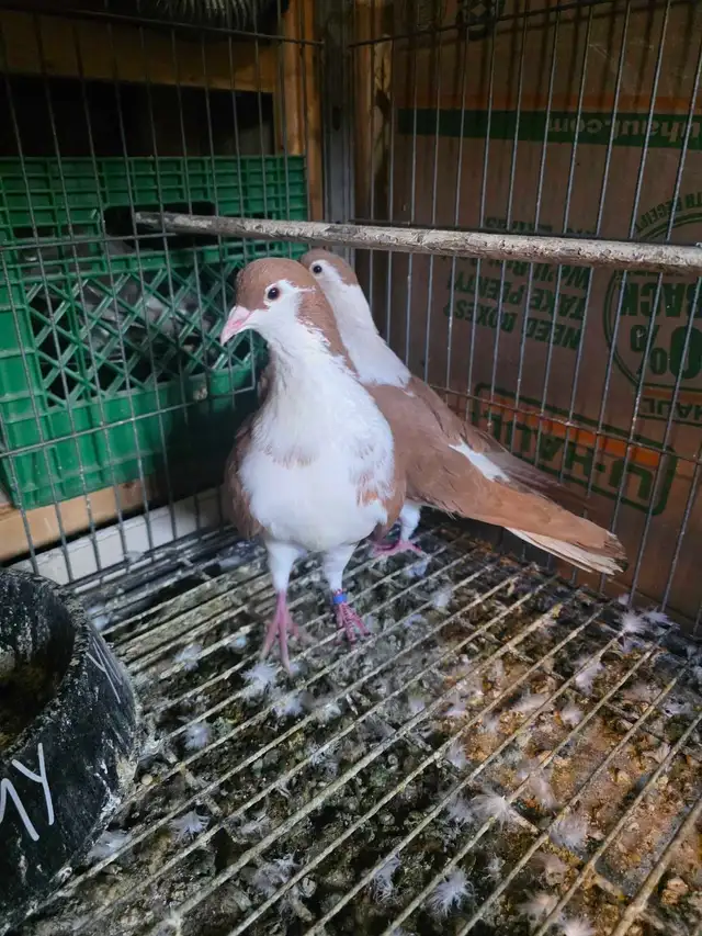 Potter and Siraji  pigeon for sale - Photo 9