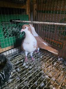 Potter and Siraji  pigeon for sale - Photo 9