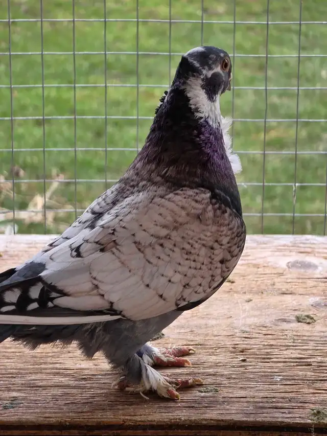 Potter and Siraji  pigeon for sale - Photo 10