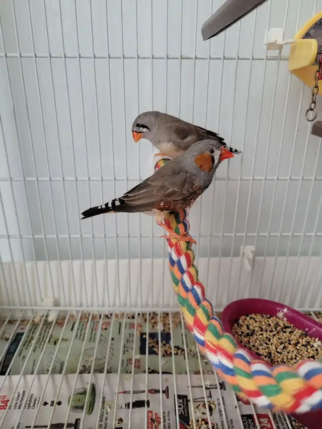 Zebra finch $10 Etobicoke