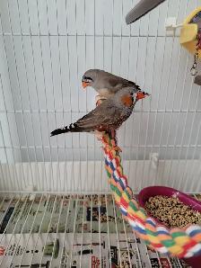 Zebra finch $10 Etobicoke