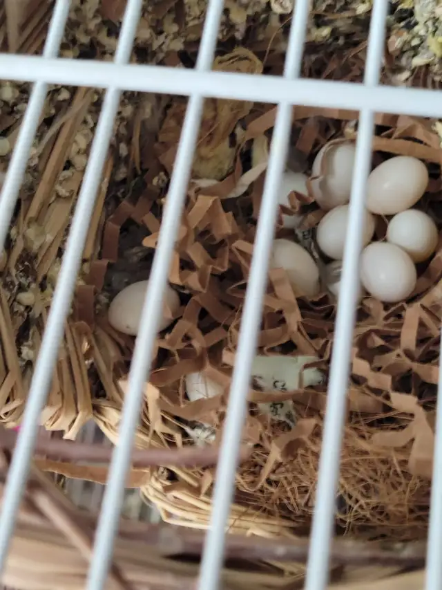 Zebra finch $10 Etobicoke - Photo 2