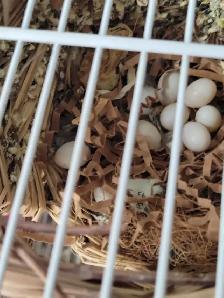 Zebra finch $10 Etobicoke - Photo 2