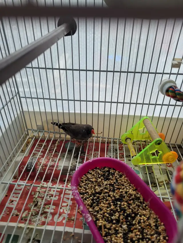 Zebra finch $10 Etobicoke - Photo 3