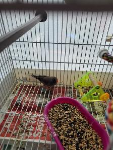 Zebra finch $10 Etobicoke - Photo 3