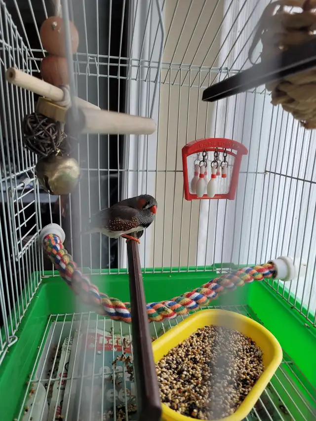 Zebra finch $10 Etobicoke - Photo 4