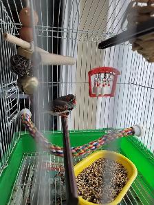 Zebra finch $10 Etobicoke - Photo 4