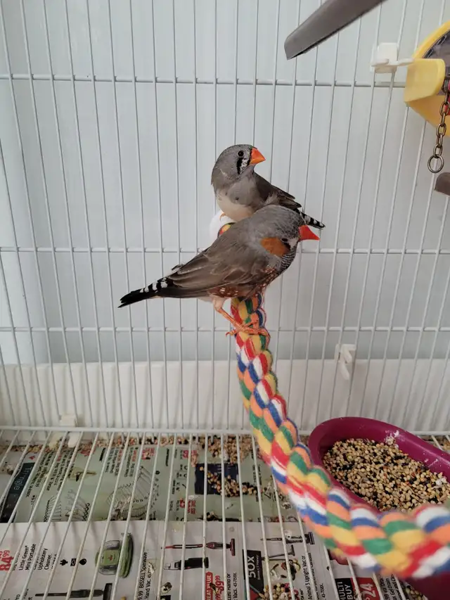 Zebra finch $10 Etobicoke - Photo 5