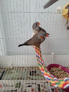 Zebra finch $10 Etobicoke - Photo 5