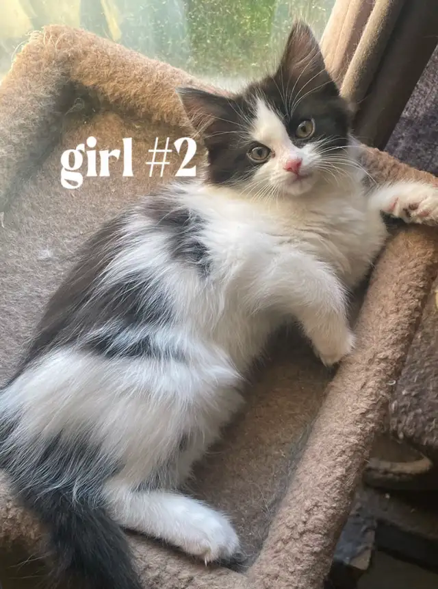 Kittens for $80 - Photo 2